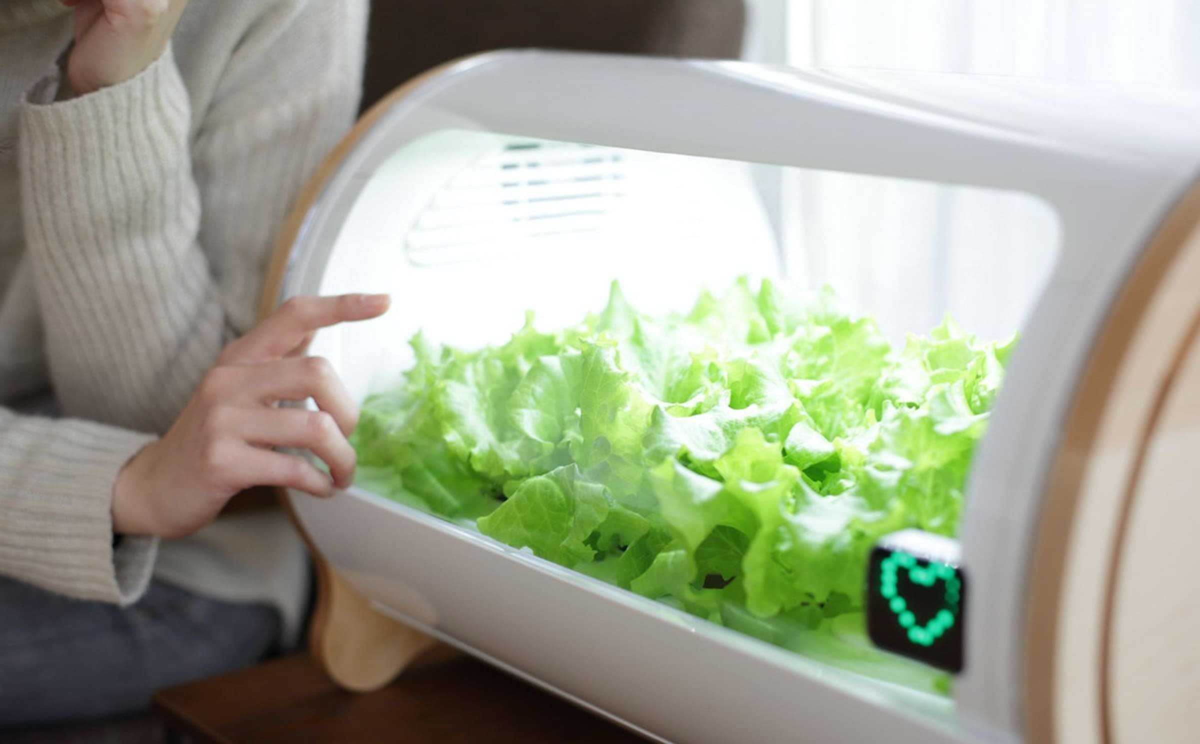 Hydroponická zahrádka, pěstujte bylinky bez půdy