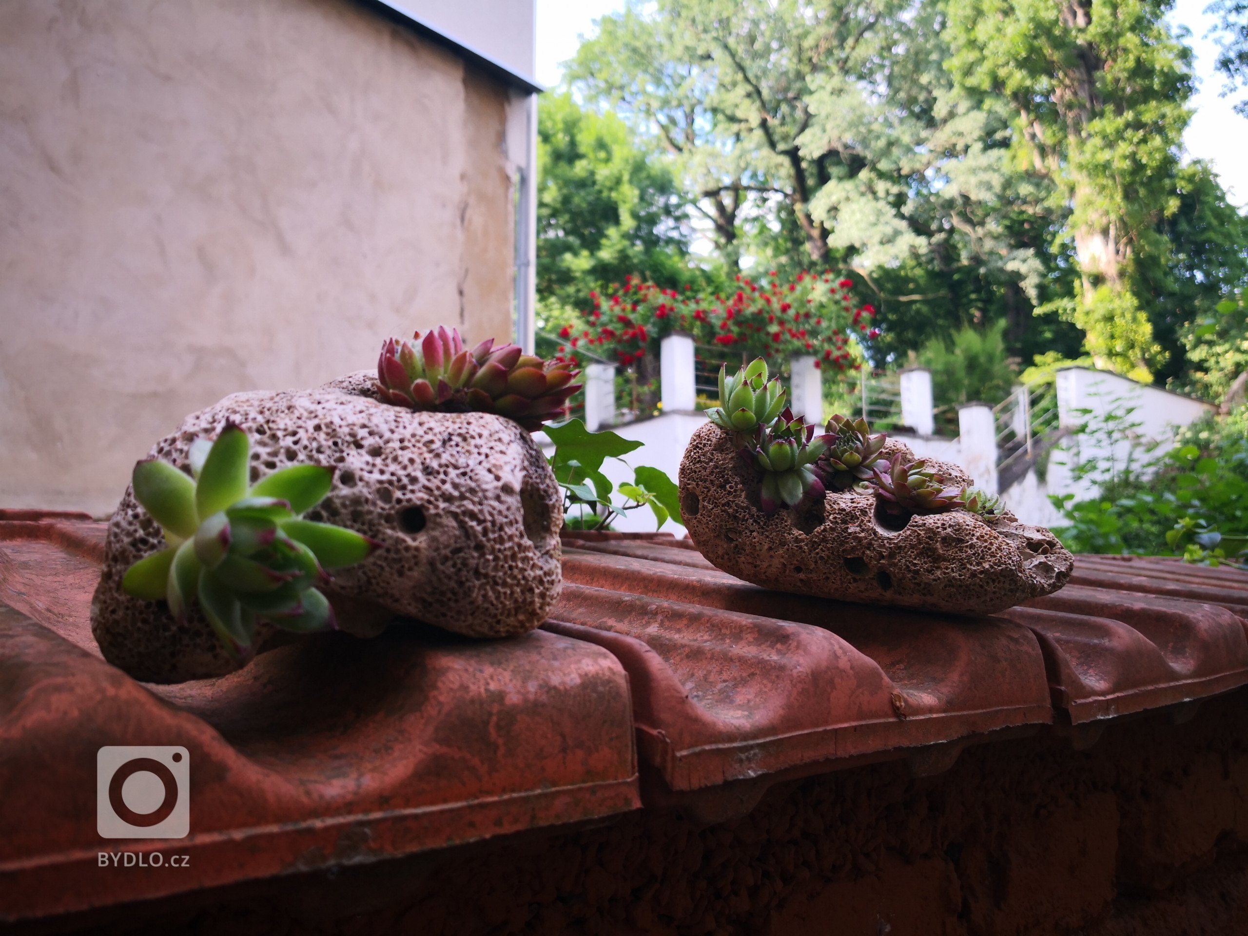 Netřesky prý hlídají dům před pohromou, proto jsme je zasadili do kamenů přivezených z dovolené.

