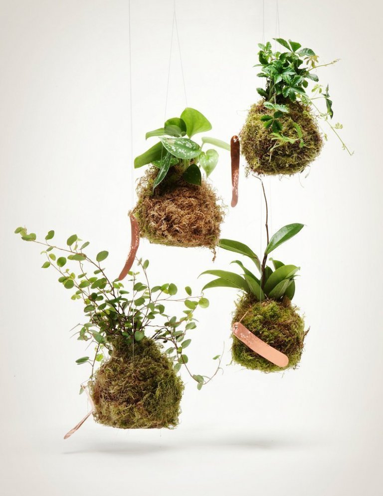 Fenomén jménem KOKEDAMA