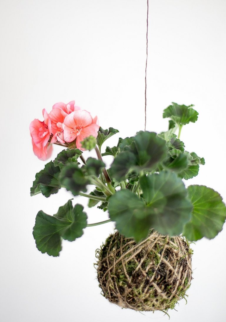 Fenomén jménem KOKEDAMA