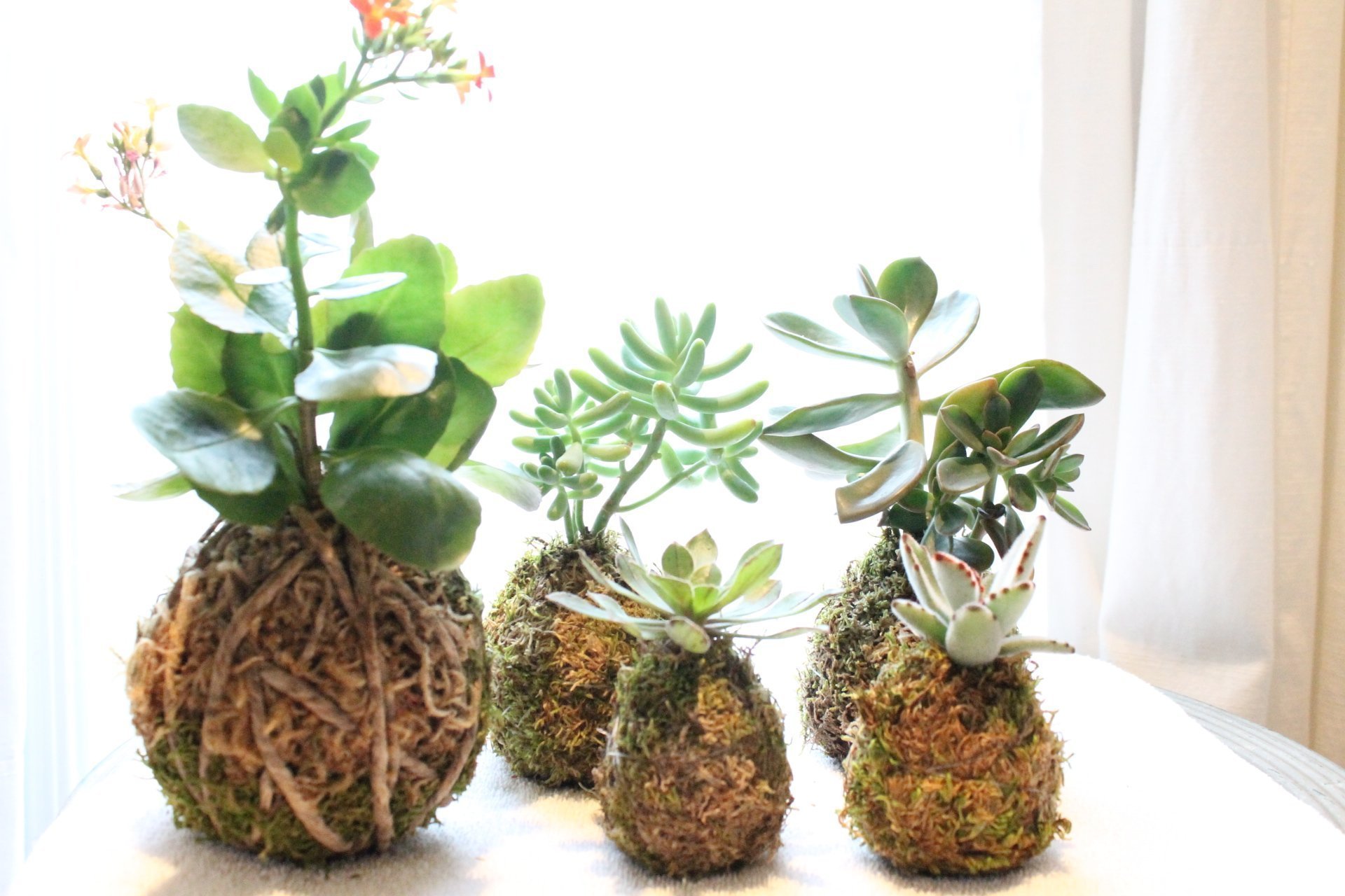 Fenomén jménem KOKEDAMA