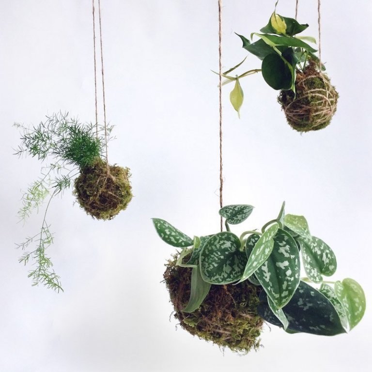 Fenomén jménem KOKEDAMA