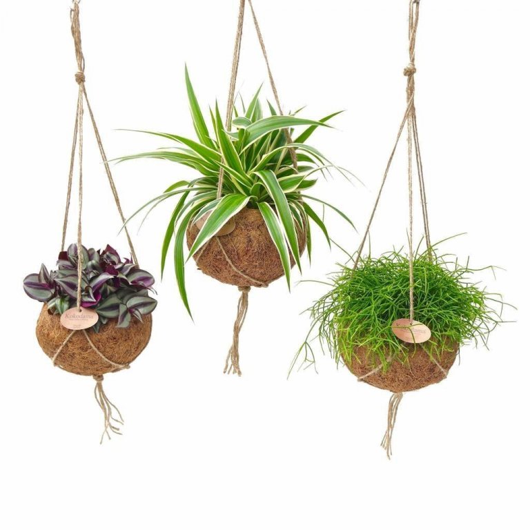 Fenomén jménem KOKEDAMA