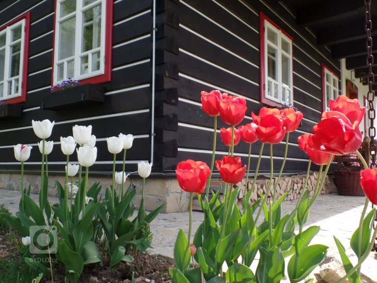 add picture to album