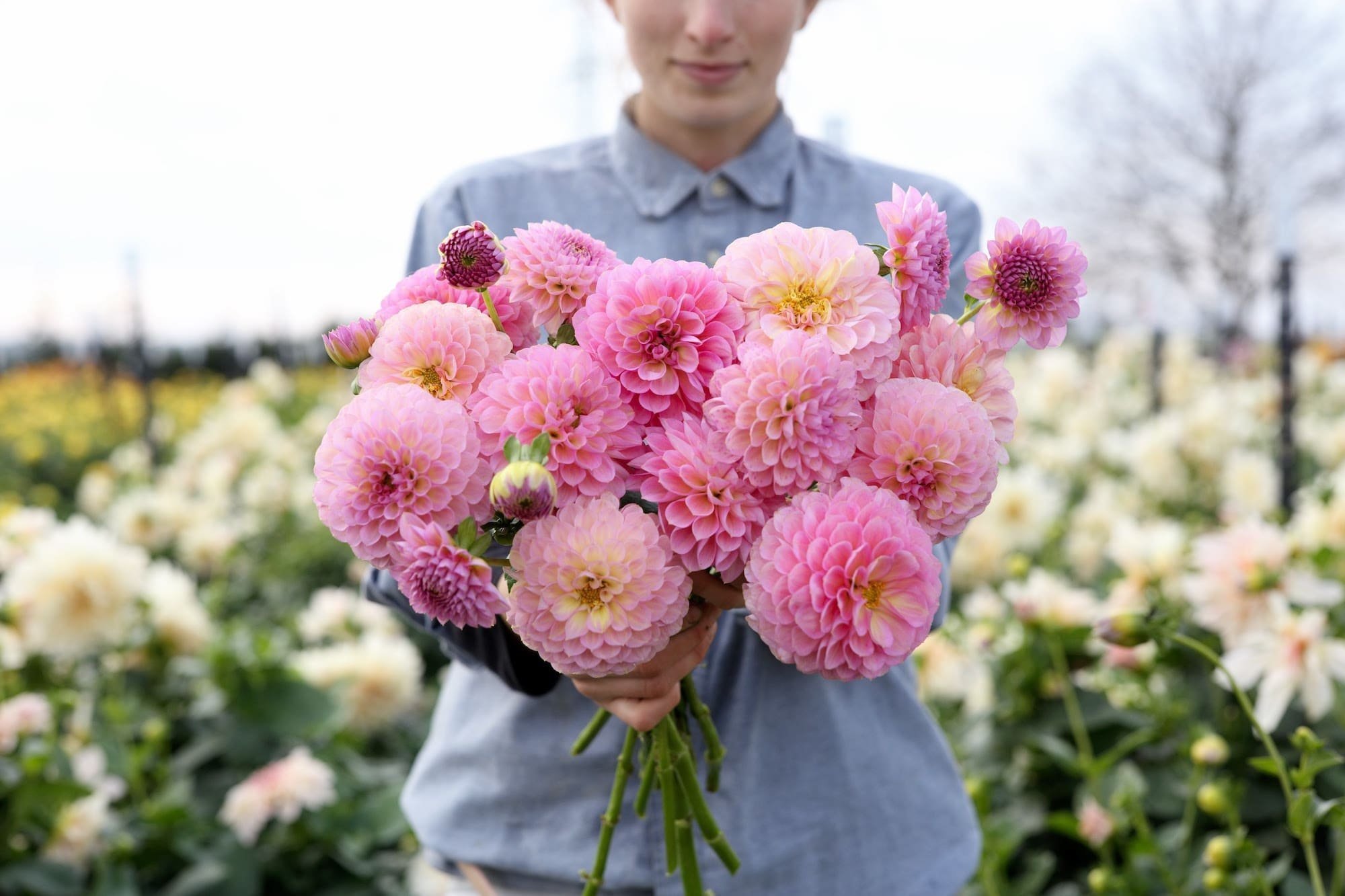 Jiřina Hamari Rose