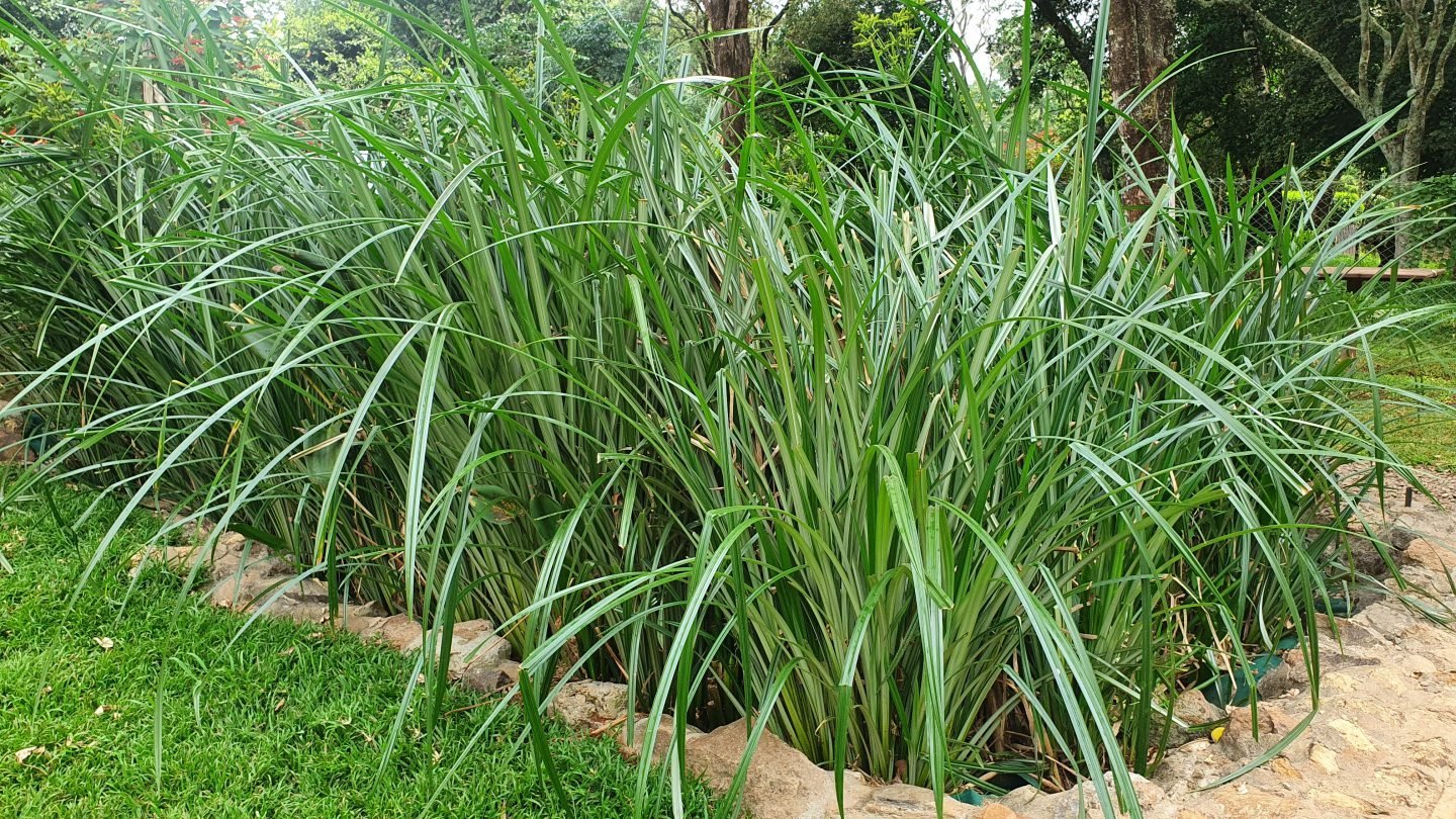 Kořenová čistička odpadních vod – to pravé pro vaši zahradu