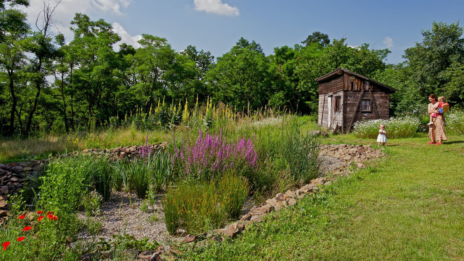 Kořenová čistička odpadních vod – to pravé pro vaši zahradu