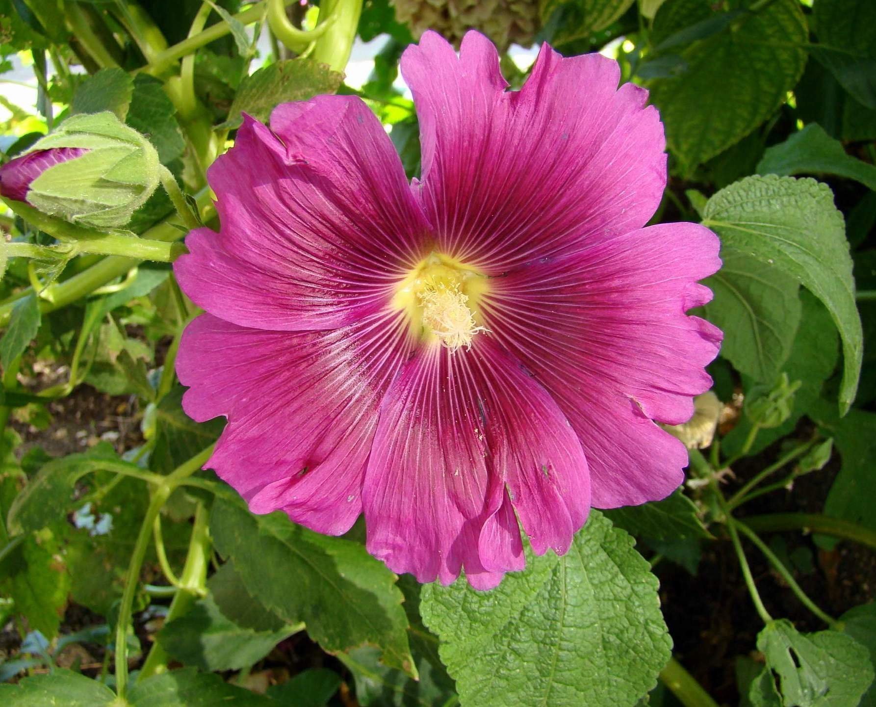 Květiny, na kterých si pochutnáte!