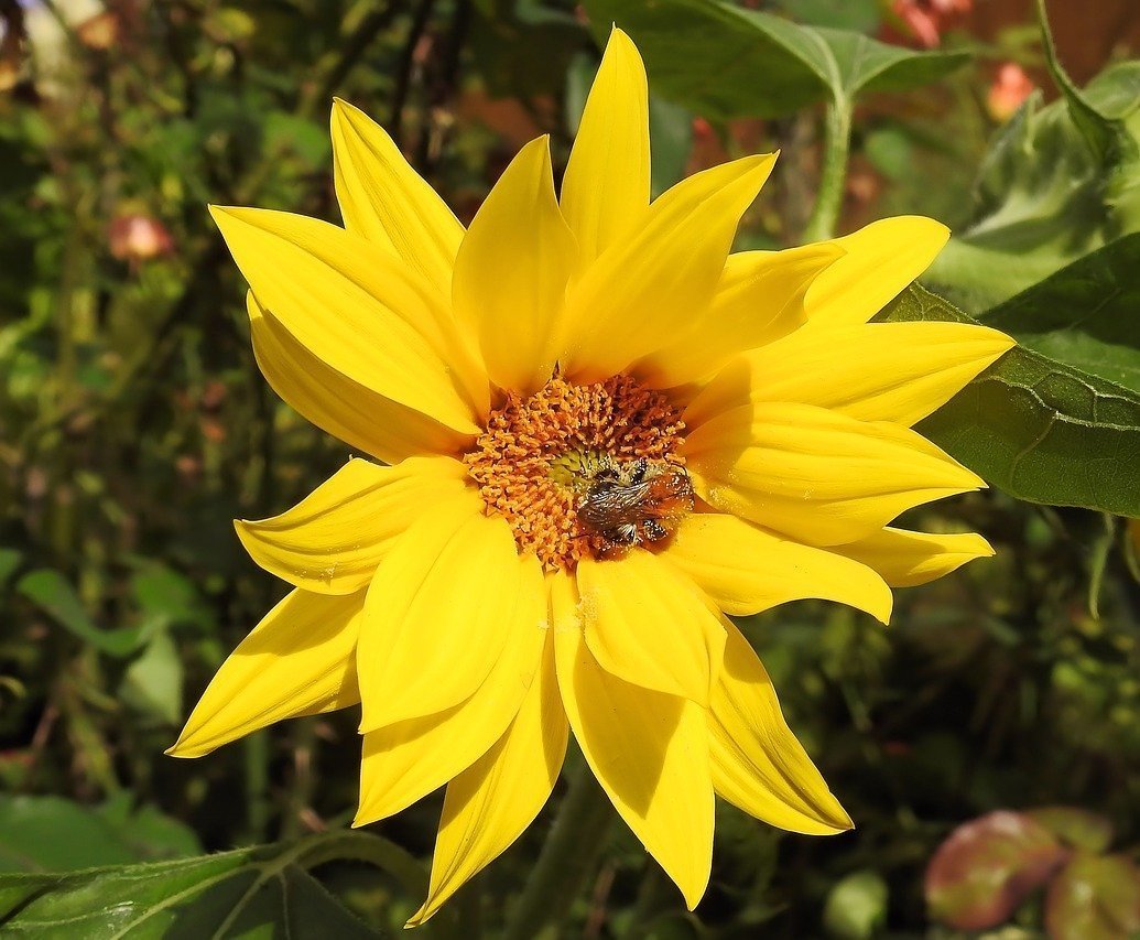 Květiny, na kterých si pochutnáte!