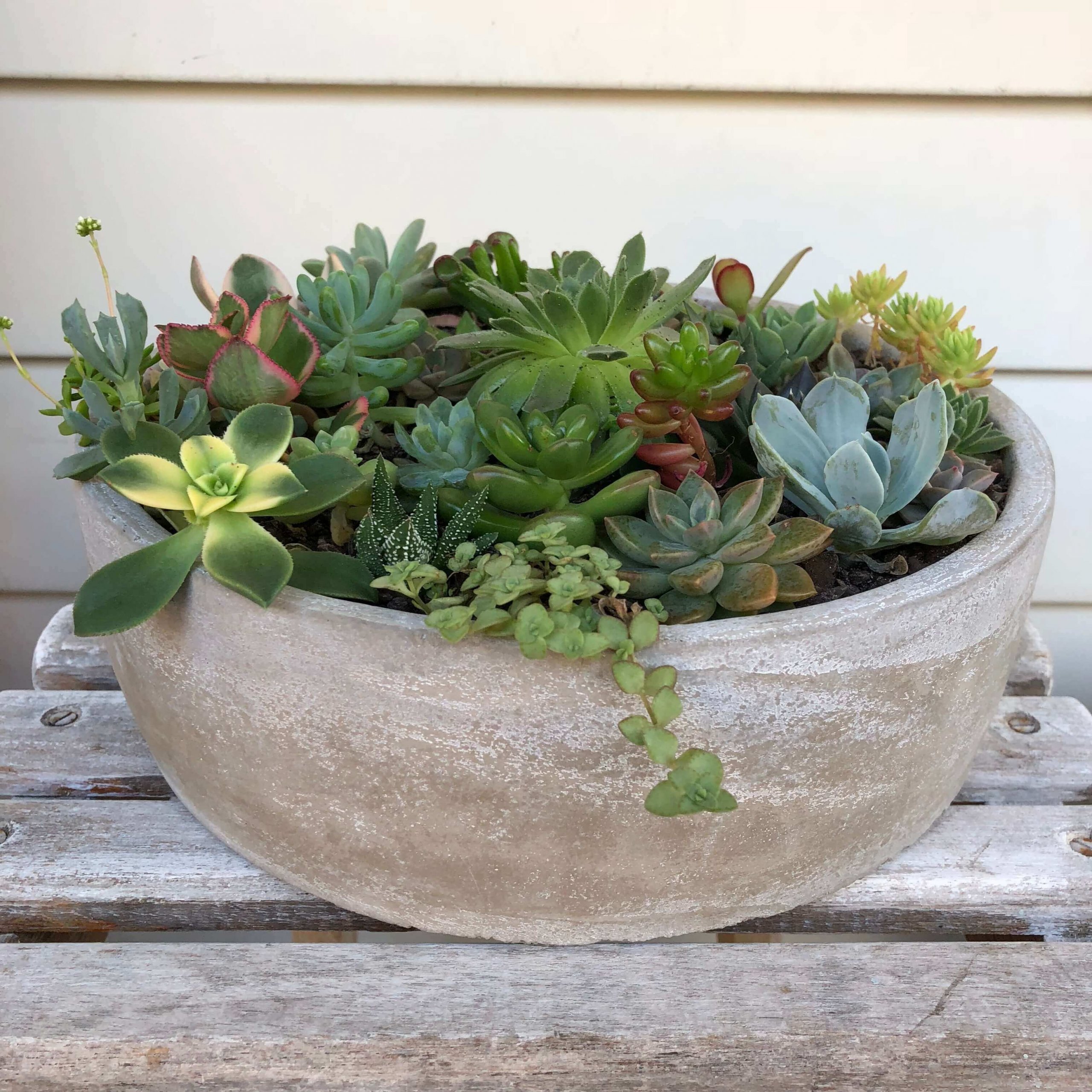 Pěstování sukulentů – hodně světla, málo vody