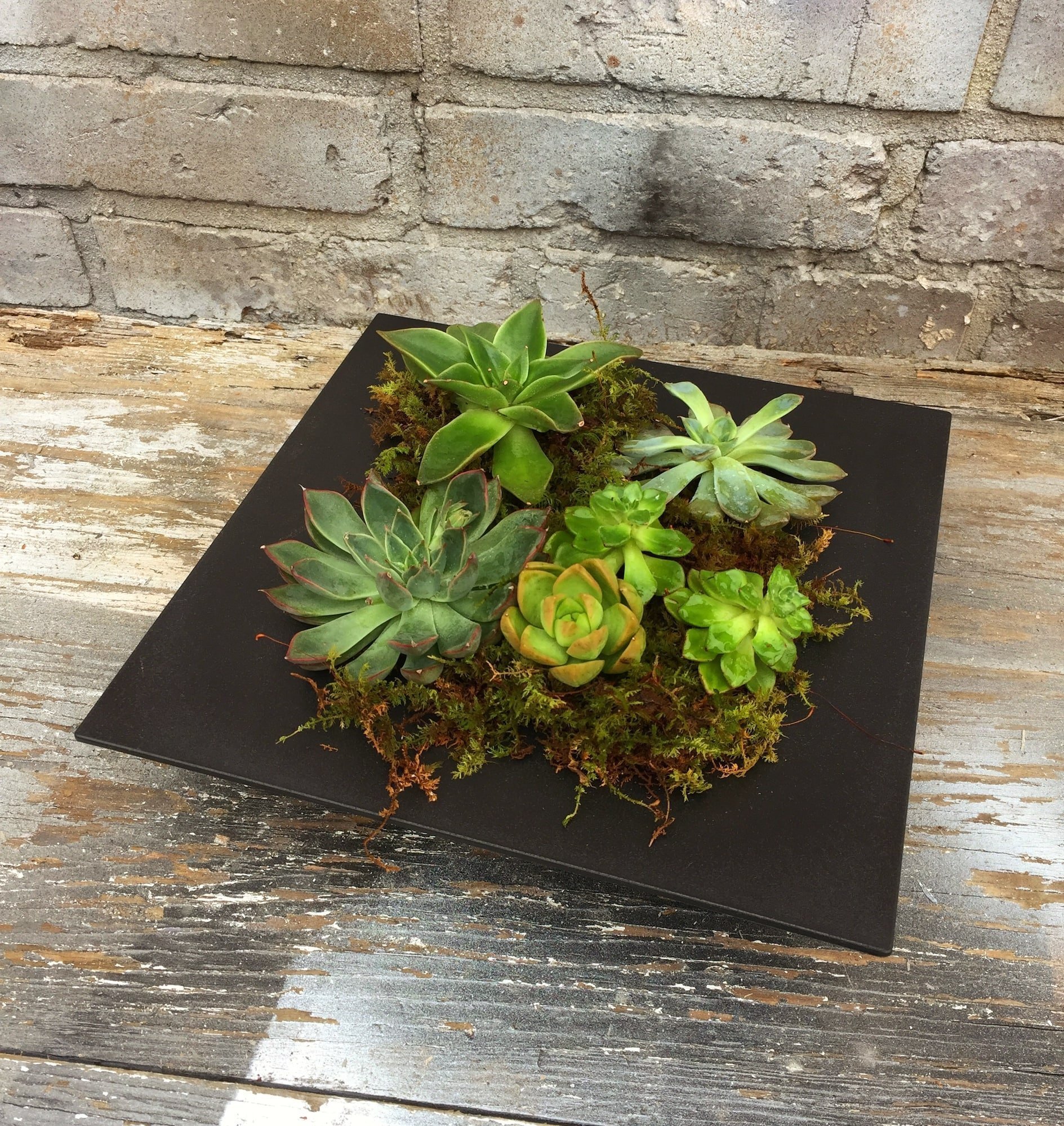 Pěstování sukulentů – hodně světla, málo vody