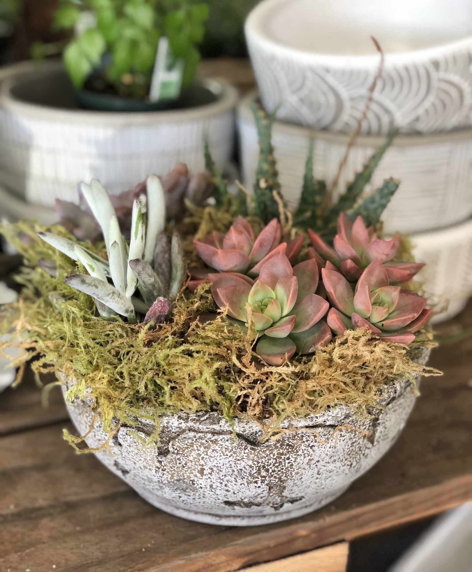 Pěstování sukulentů – hodně světla, málo vody