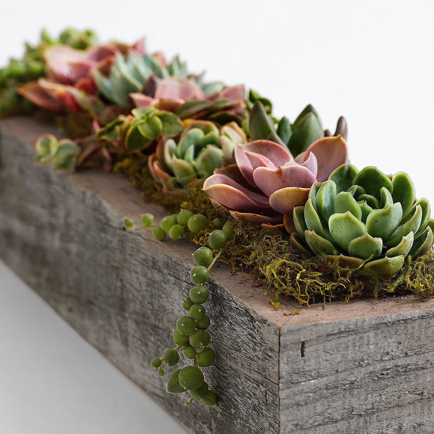 Pěstování sukulentů – hodně světla, málo vody