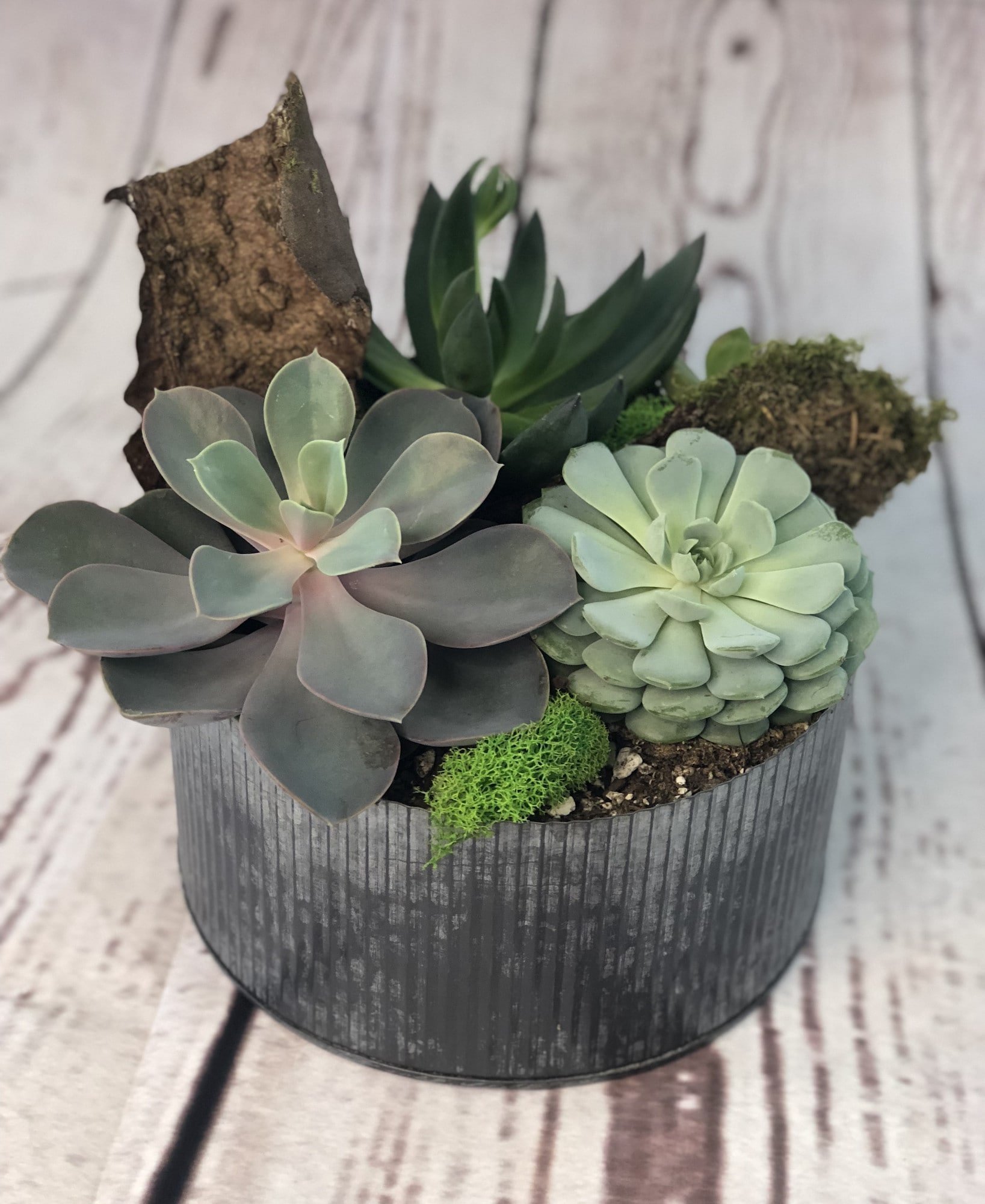 Pěstování sukulentů – hodně světla, málo vody