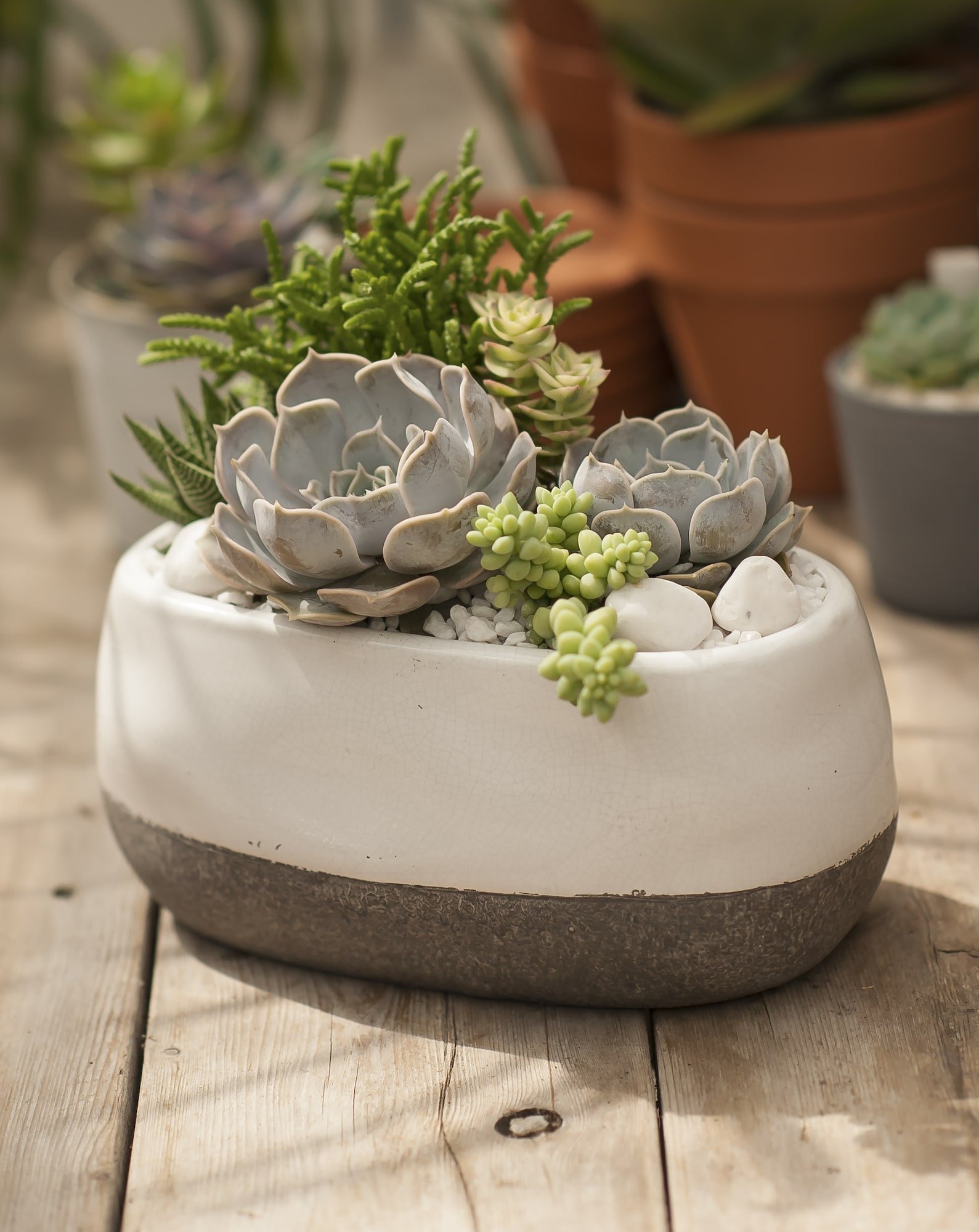 Pěstování sukulentů – hodně světla, málo vody