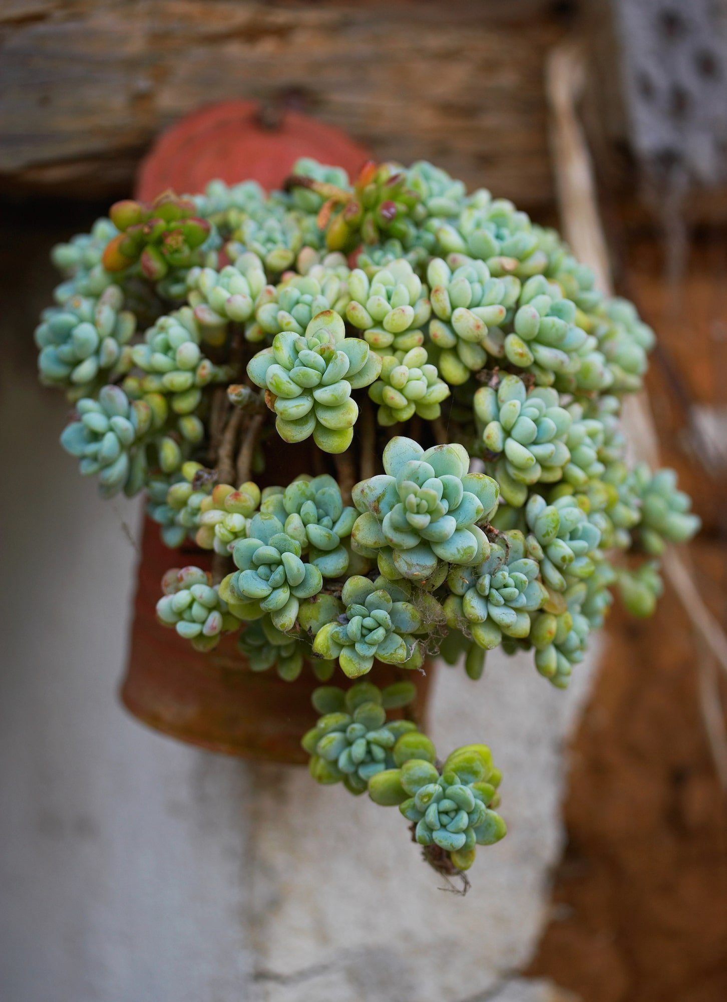 Pěstování sukulentů – hodně světla, málo vody