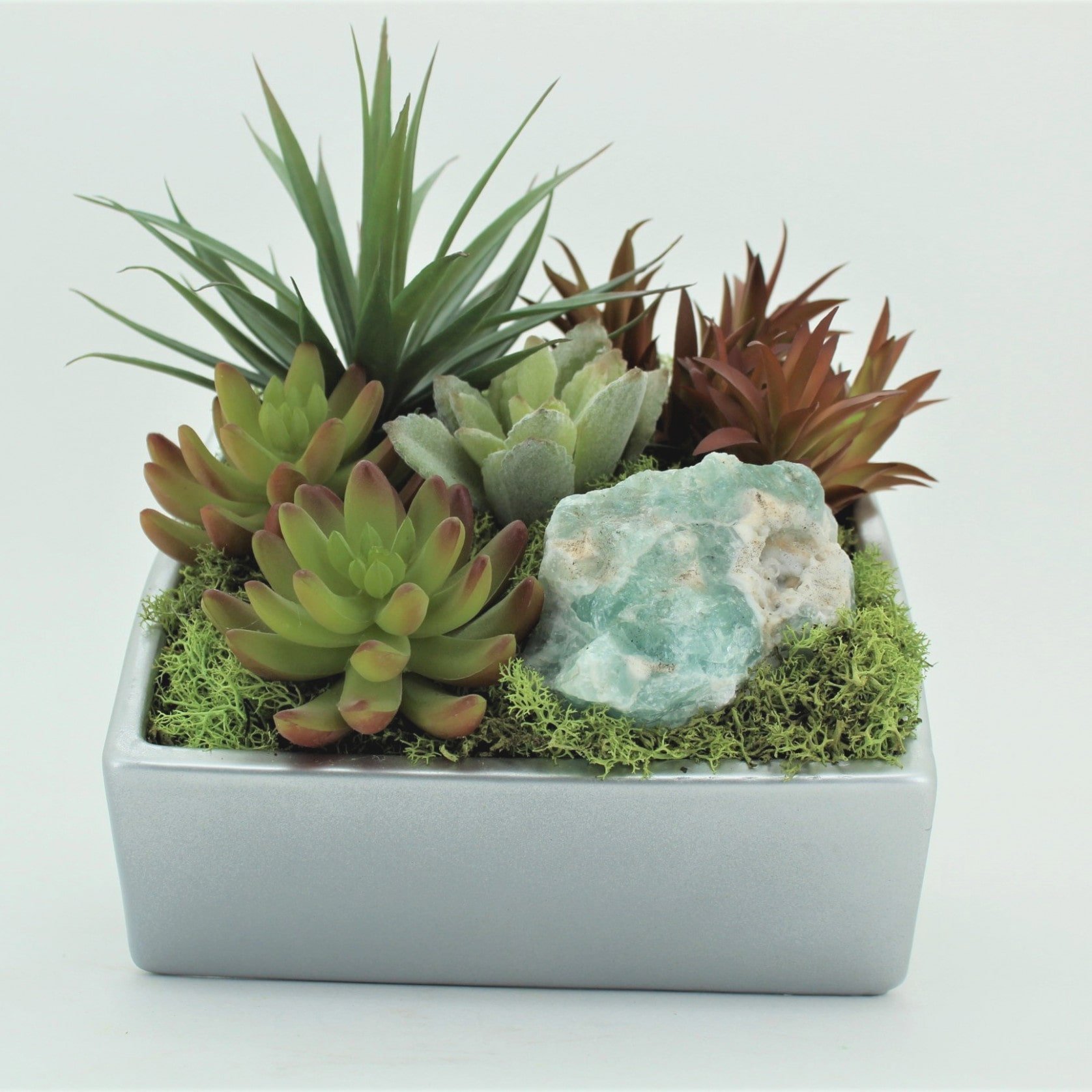 Pěstování sukulentů – hodně světla, málo vody