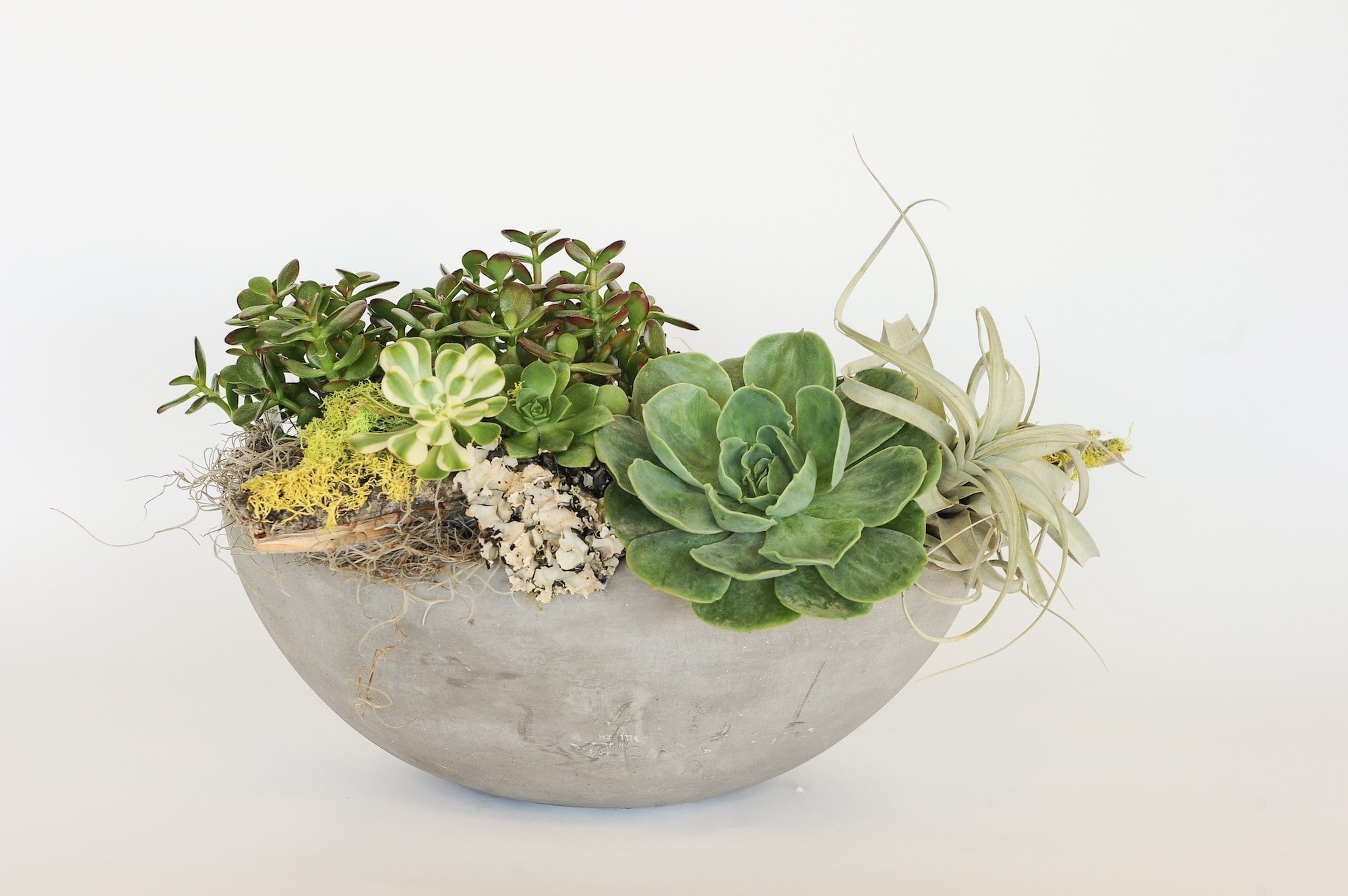 Pěstování sukulentů – hodně světla, málo vody