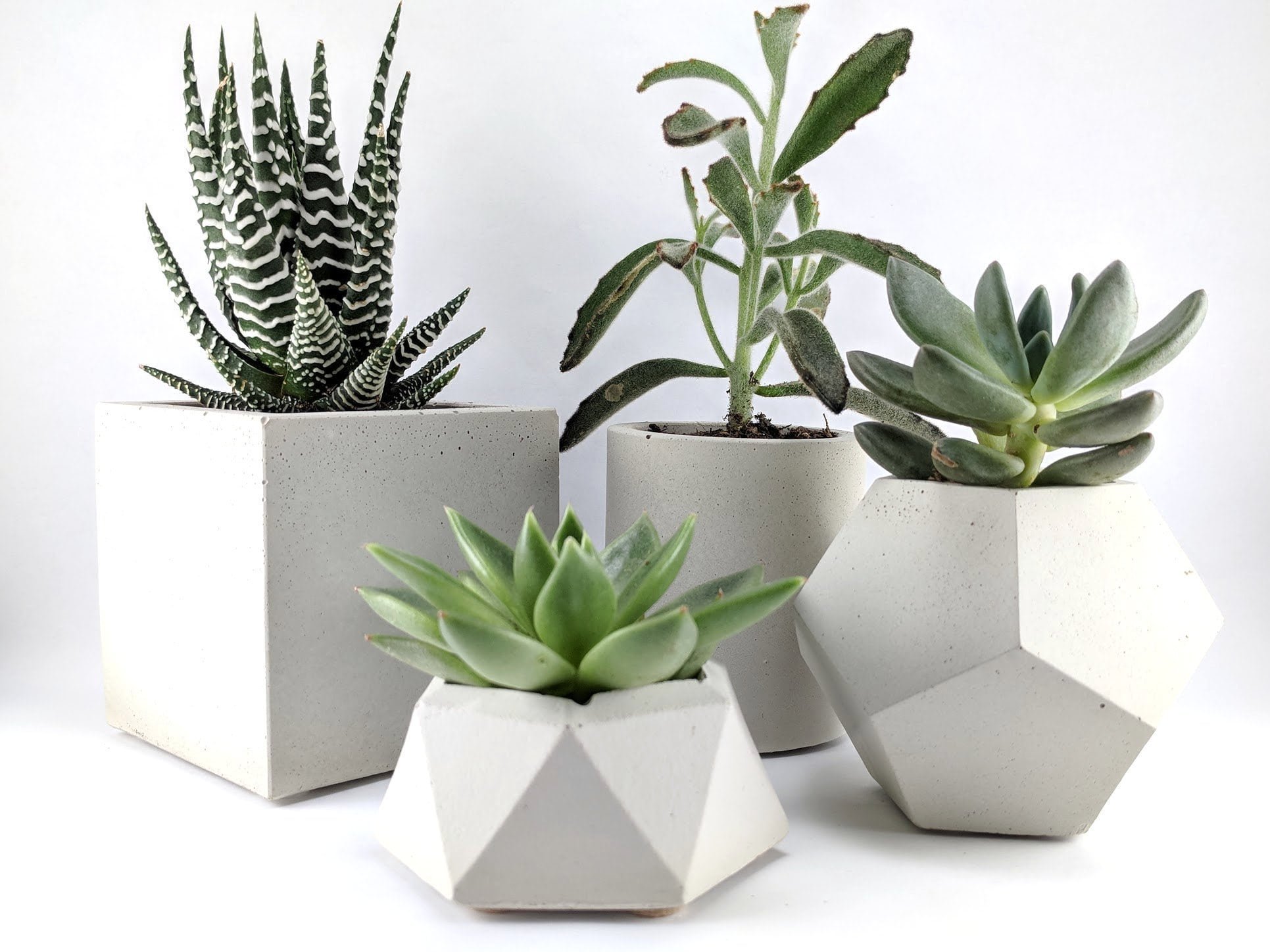 Pěstování sukulentů – hodně světla, málo vody