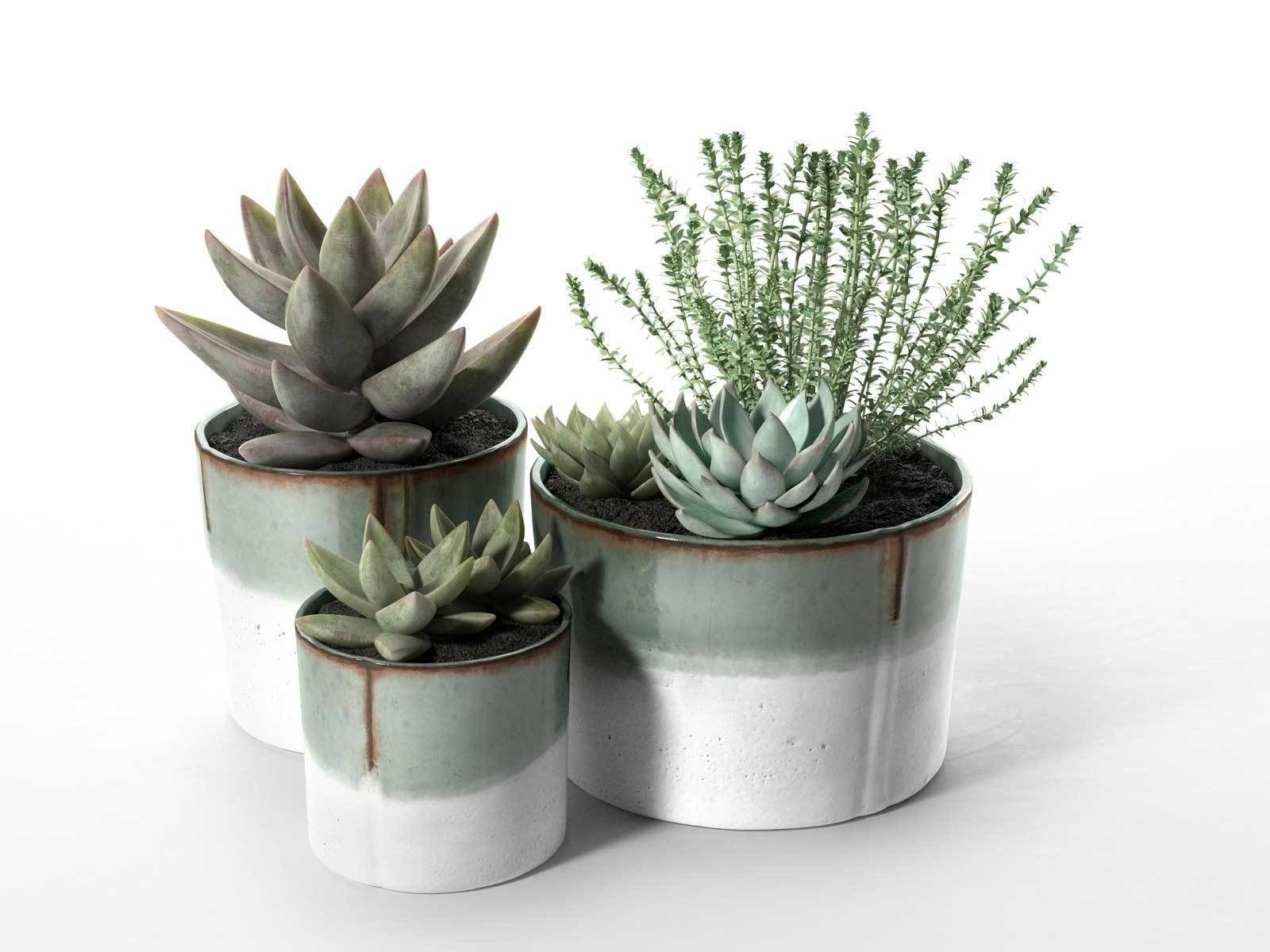 Pěstování sukulentů – hodně světla, málo vody