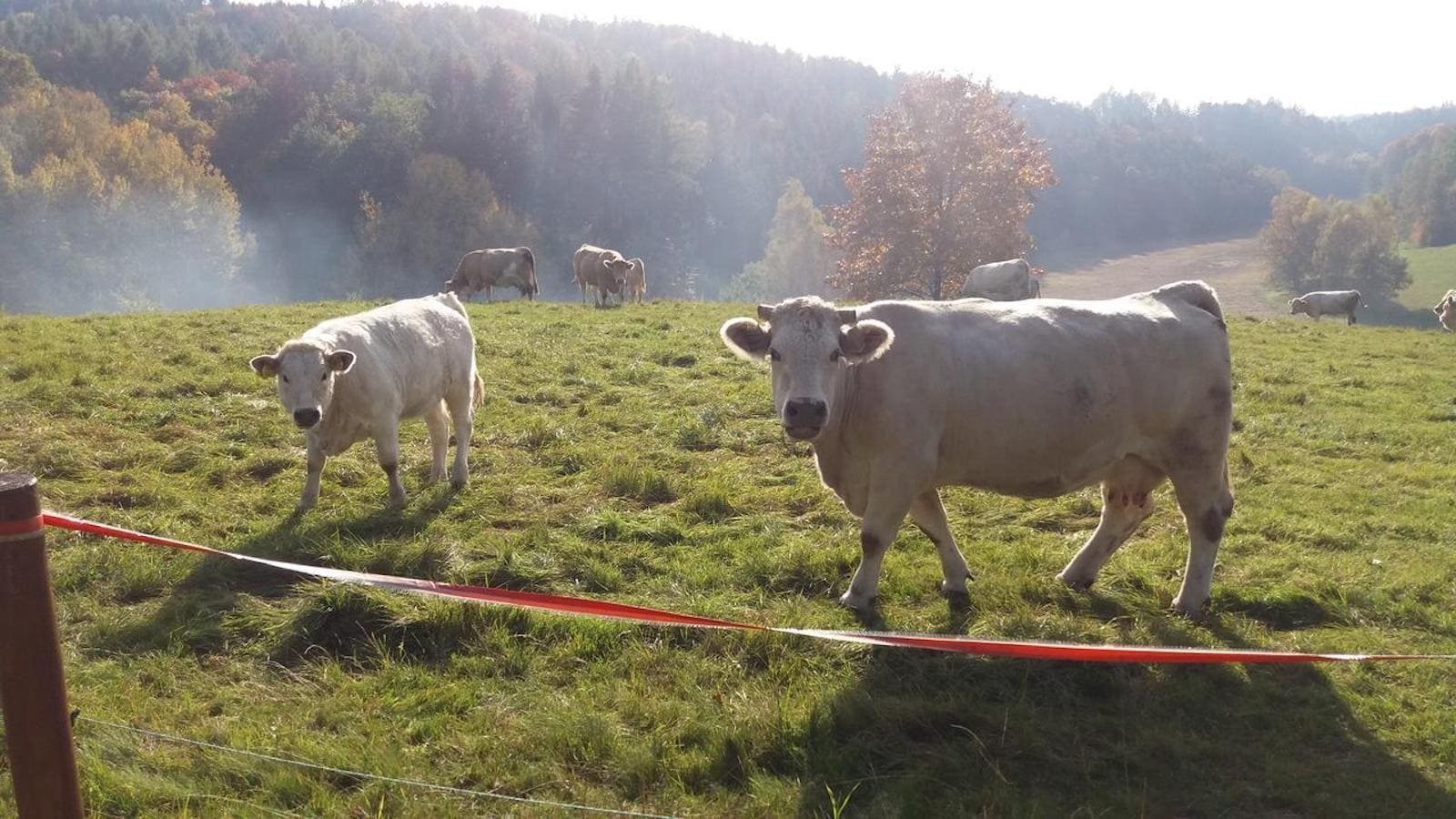 Překrásná roubenka obklopená pastvinami, lesy a rybníky
