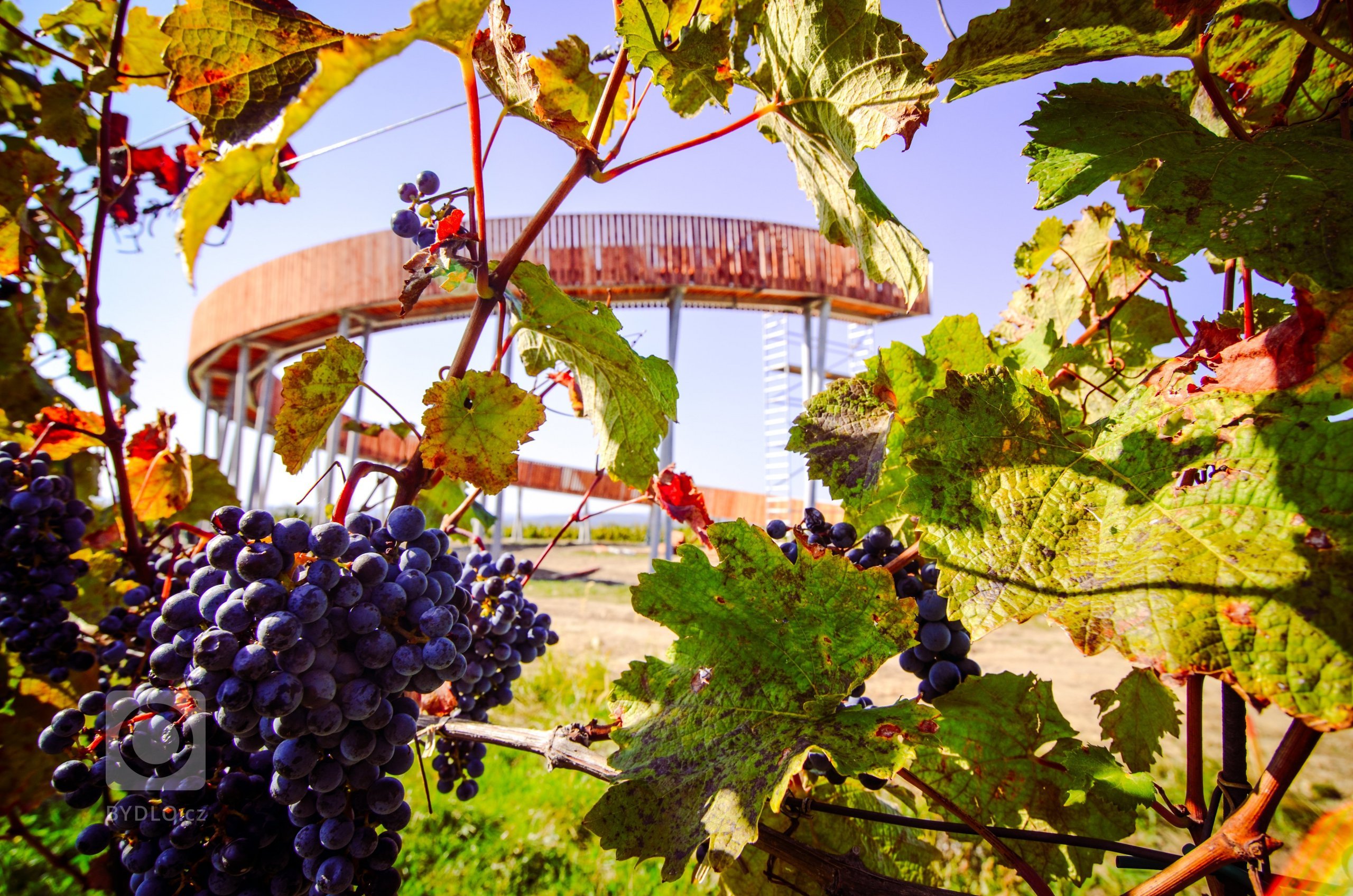 Fotografie, Kobylí, jižní Morava, vinice, rozhledna 