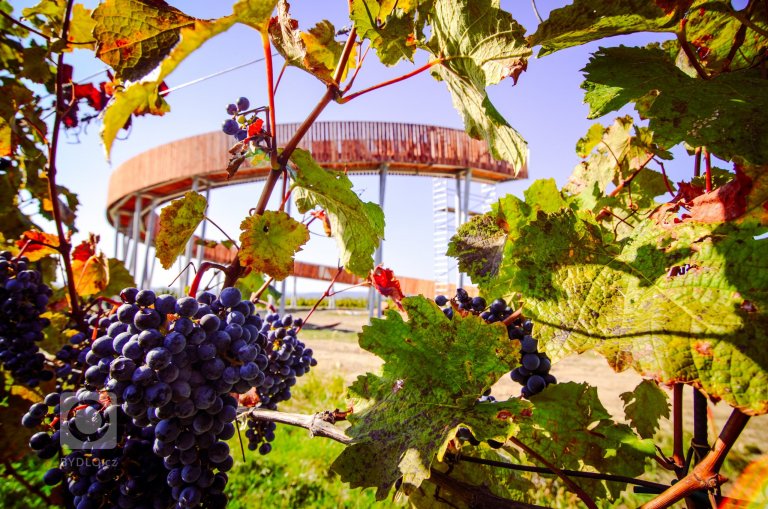 add picture to album