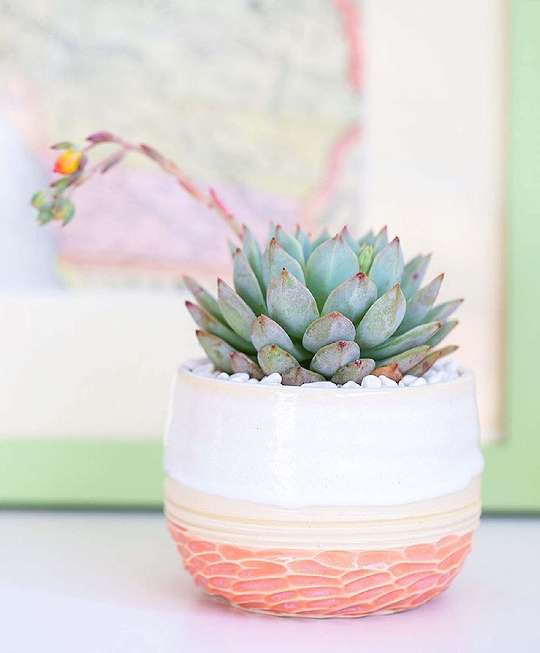 Sukulenty: Živé dekorace