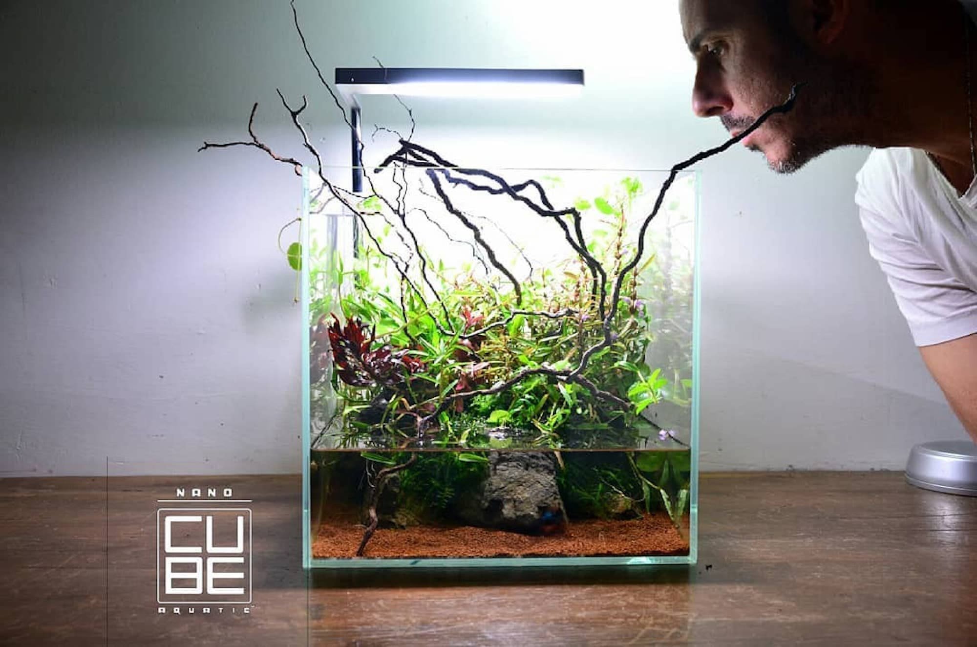 Nano akvárium, designový doplněk do vašeho bytu