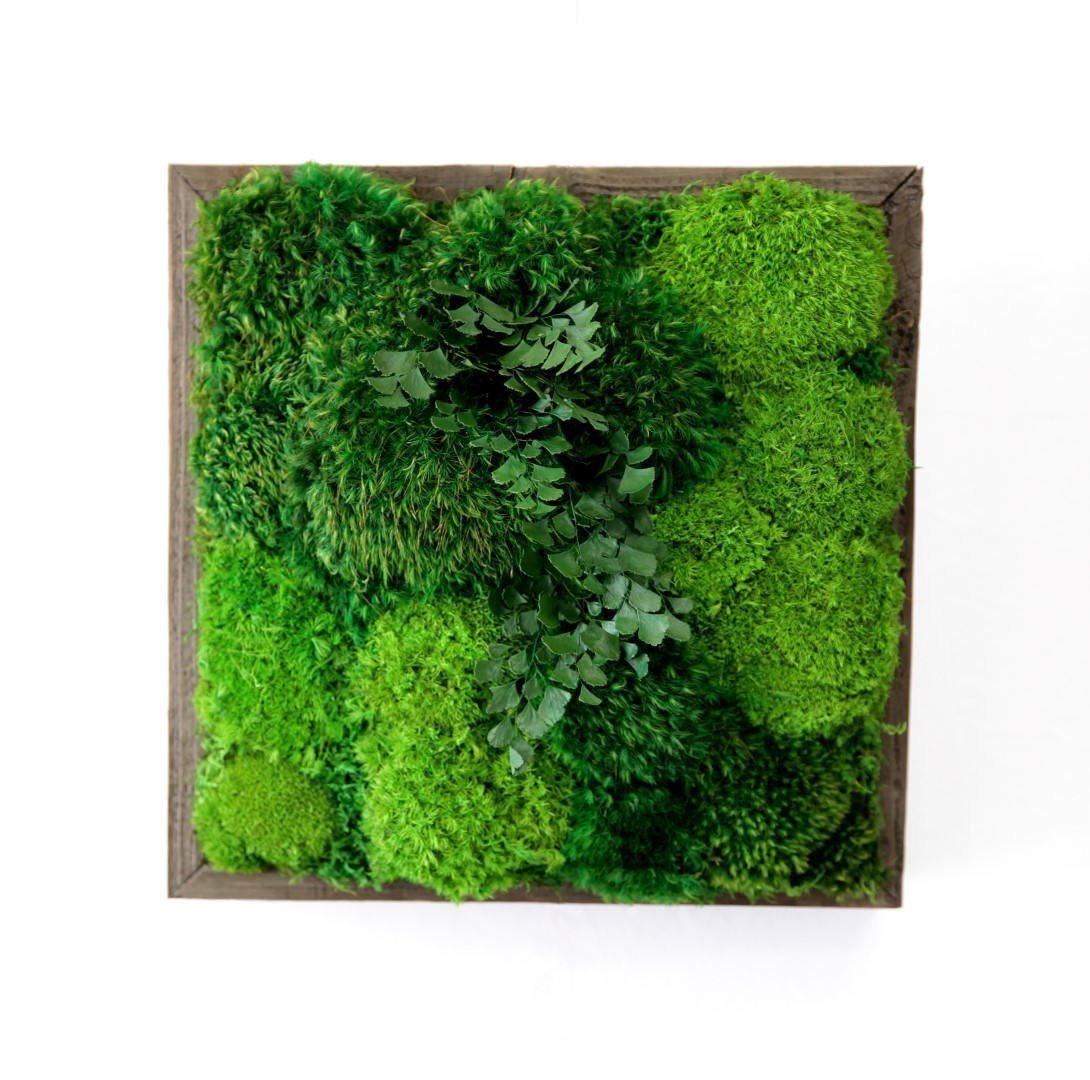 Obrazy z mumifikovaného mechu jsou výjimečný interiérový prvek