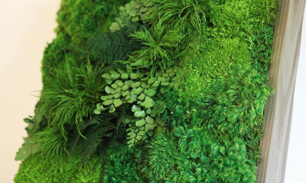 Obrazy z mumifikovaného mechu jsou výjimečný interiérový prvek