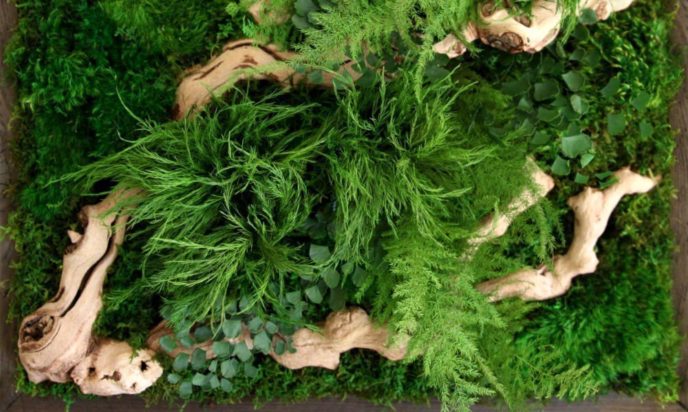 Obrazy z mumifikovaného mechu jsou výjimečný interiérový prvek