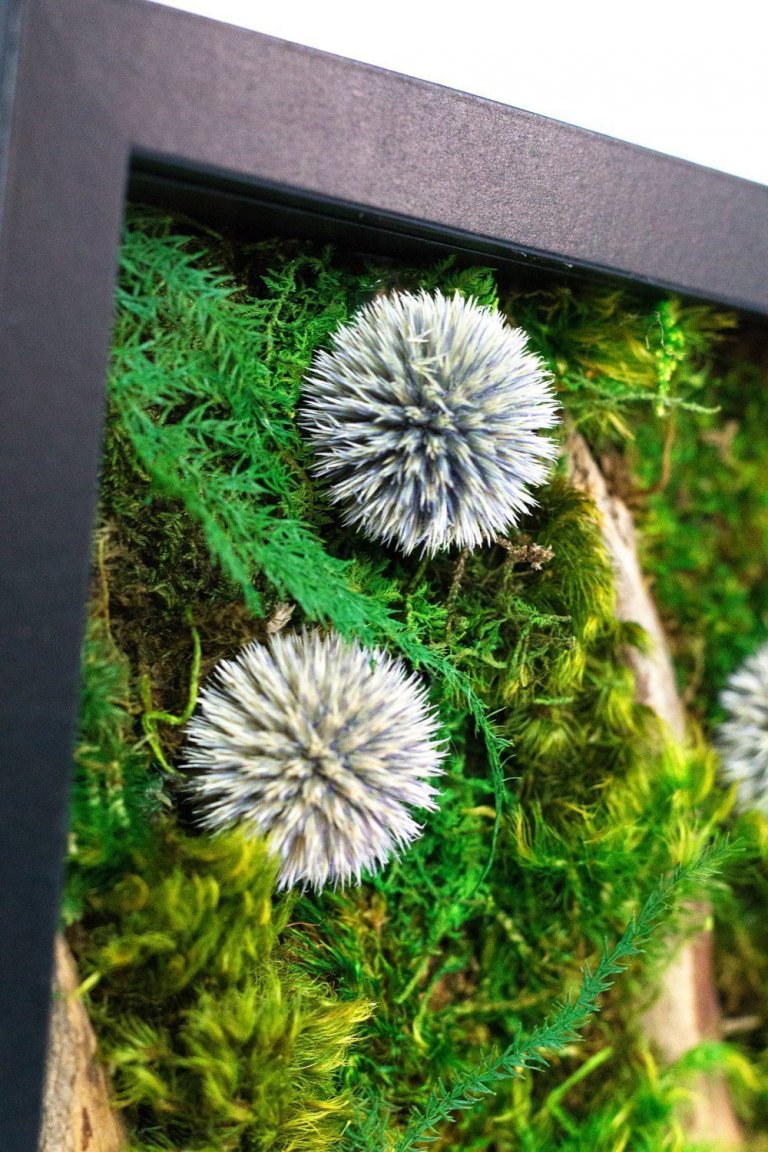 Obrazy z mumifikovaného mechu jsou výjimečný interiérový prvek