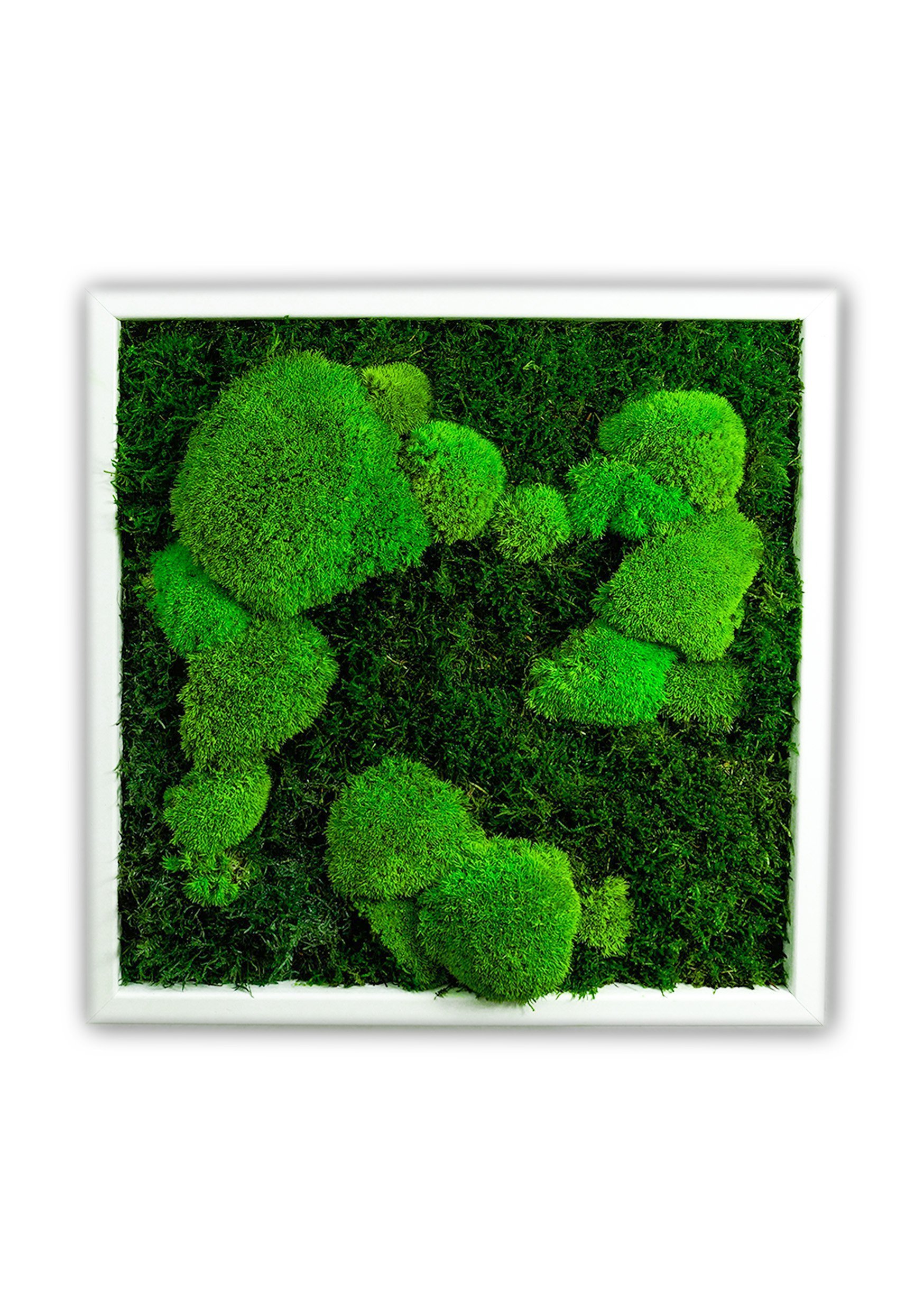 Obrazy z mumifikovaného mechu jsou výjimečný interiérový prvek