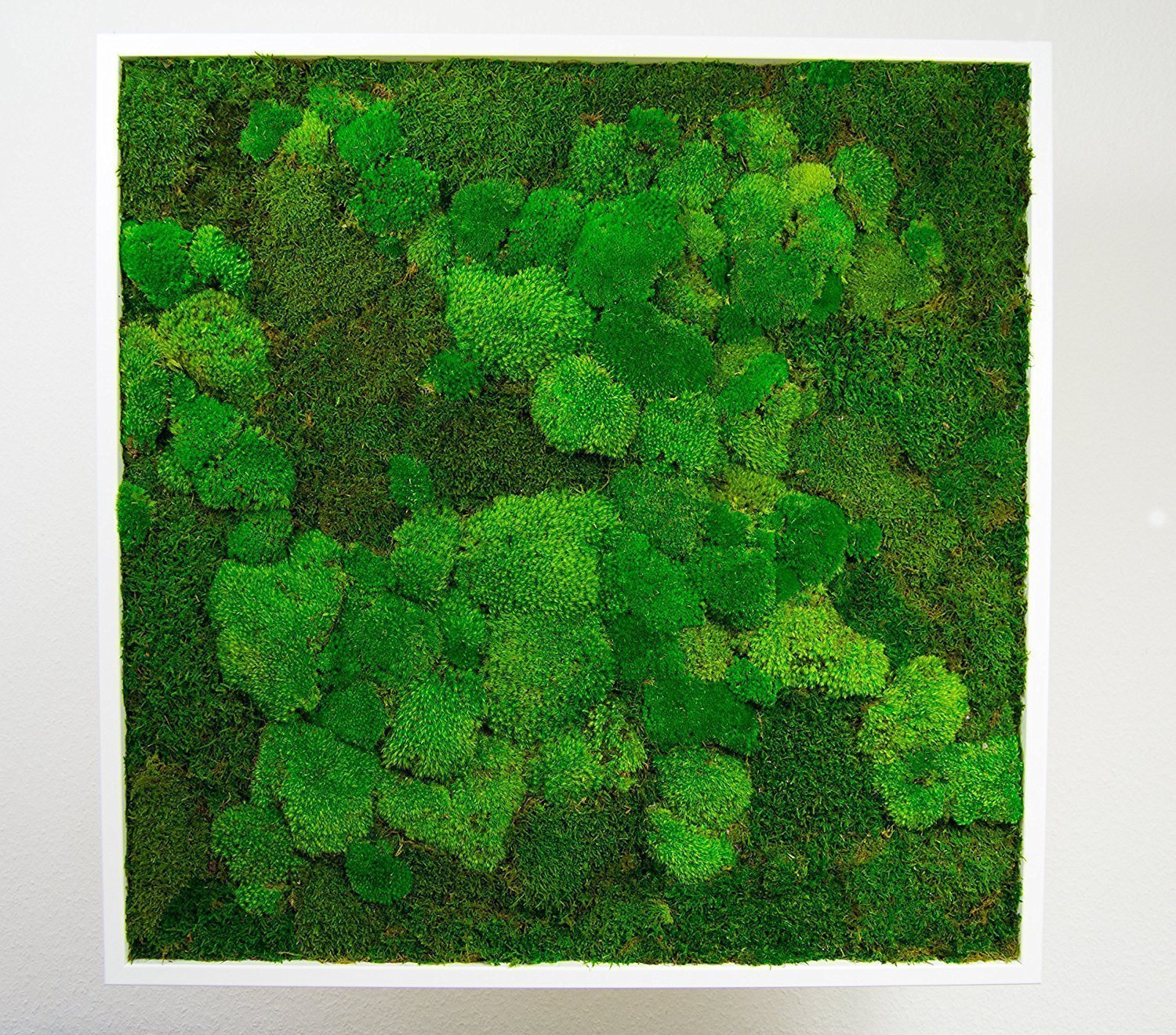 Obrazy z mumifikovaného mechu jsou výjimečný interiérový prvek