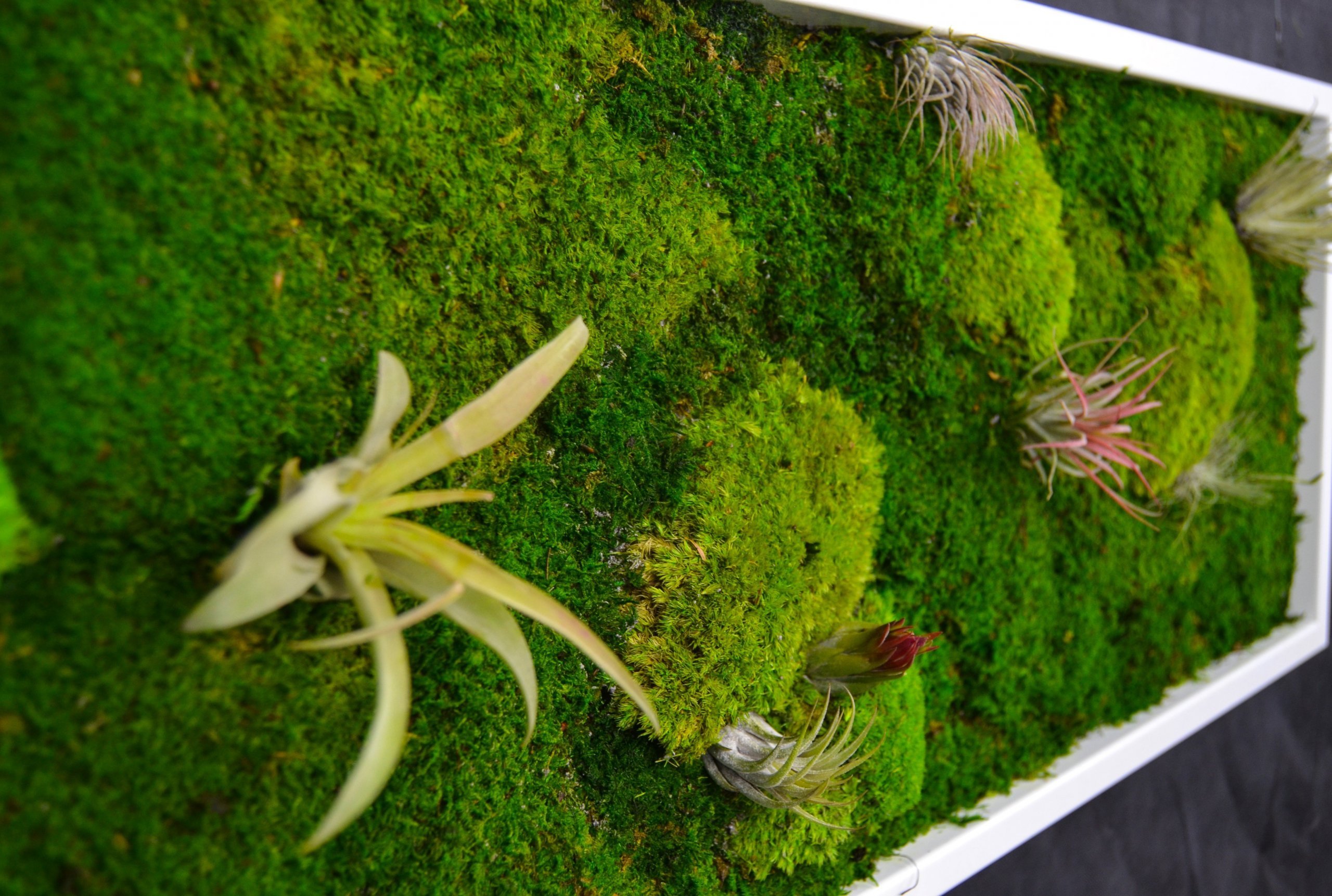 Obrazy z mumifikovaného mechu jsou výjimečný interiérový prvek