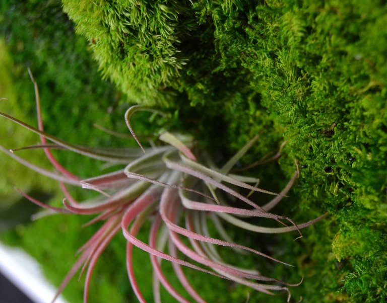 Obrazy z mumifikovaného mechu jsou výjimečný interiérový prvek