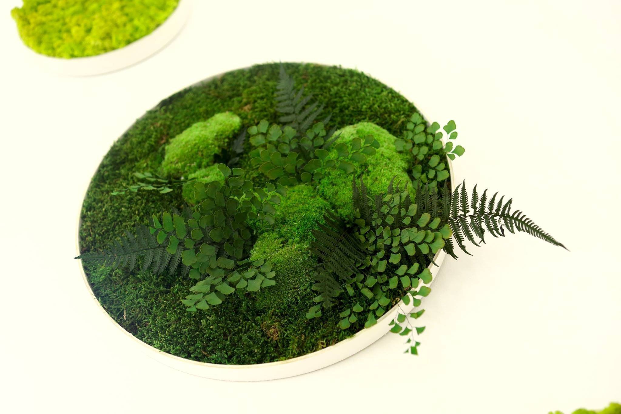 Obrazy z mumifikovaného mechu jsou výjimečný interiérový prvek