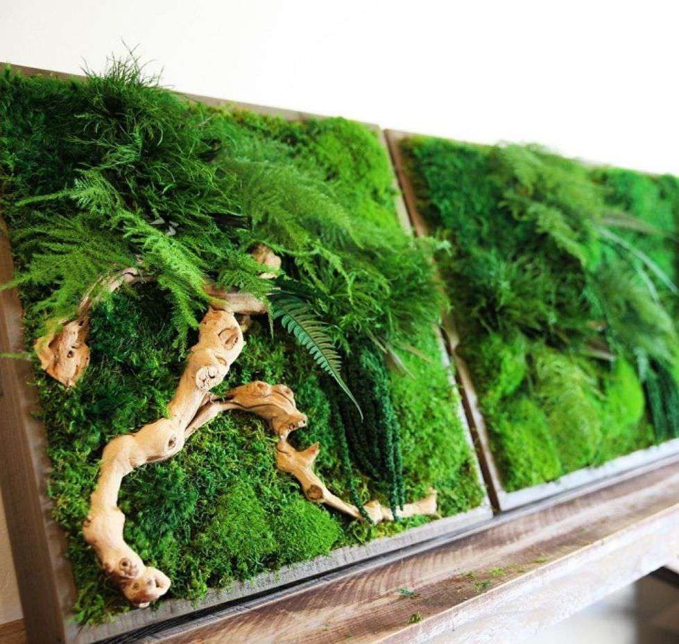 Obrazy z mumifikovaného mechu jsou výjimečný interiérový prvek