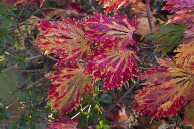 Oceňovaná zahrada hraje všemi odstíny podzimních barev