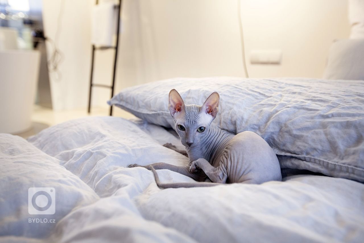 Investor nechtěl kytky ani kuchyni, chtěl loft. Přitom si koupil pouze 4+kk. Proto se obrátil na&nbsp;SMLXL architekti&nbsp;a dal jim volnou ruku.

&bdquo…